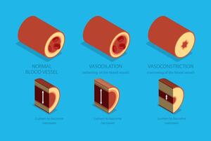 3D Isometric Flat Illustration of Vasoconstriction And Vasodilation, Artery Constriction and Dilation on Blood Flow. vector