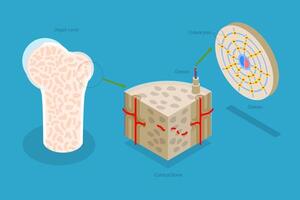 3D Isometric Flat Illustration of Osteon, Diagram of Haversian System with Compact Bone Structure vector