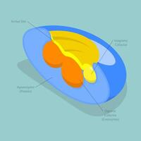 3D Isometric Flat Illustration of Holoenzyme, Inactive Small Molecular Compound in Cofactor Structure vector