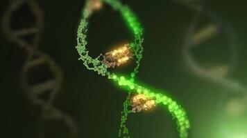 A close-up of the DNA double helix structure, highlighted in green, showing its twisted ladder-like structure in looping motion. video