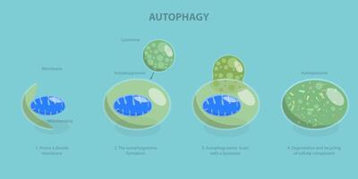 3D Isometric Flat Illustration of Autophagy, Diagram of the Process vector