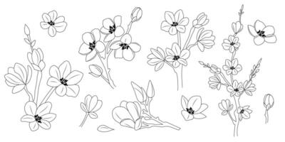 Set of sakura flower branches vector