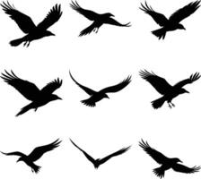 Nine black raven silhouettes are soaring and flying in various poses against a white background vector
