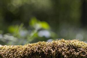 Moss Close Up on Tree Trunk in Forest photo