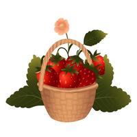Basket of strawberries on the background of a strawberry bush. illustration isolated on a white background. vector