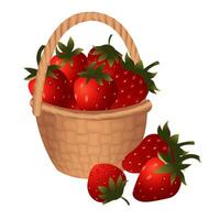 Large wicker basket with ripe strawberries and several fallen berries near the basket. illustration isolated on white background. vector