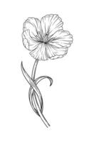 Tulip with leaves, sketch in black color, blooming flower. Beautiful spring decor, line art style. Drawing element for design, illustration vector