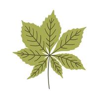 Chestnut leaf in light green color. One element isolated on white. Spring or summer background, illustration vector