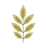 Ash leaf in light green color. One element isolated on white. Spring or summer background, illustration vector