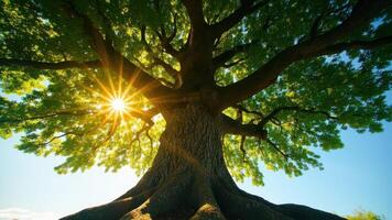 A towering tree with sprawling branches stands tall against the sky, bathed in golden sunlight filtering through its dense green foliage. photo