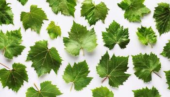 A group of green leaves arranged in a circle photo