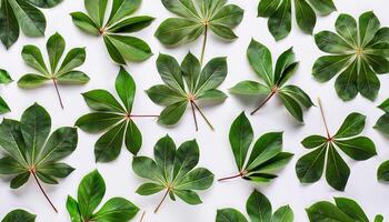 A large group of green leaves arranged in a pattern photo