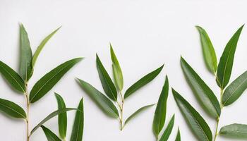 Eucalyptus leaves on white background photo
