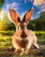 A rabbit is sitting on the grass in front of a sun photo