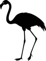 Standing flamingo displays elegant silhouette with long neck and slender legs on a white background vector
