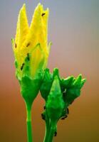 A close up of a flower with ants on it photo