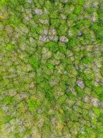An aerial view of a forest with green trees photo