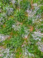 Aerial view of a forest with dead trees photo