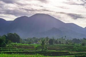 A view of the mountains and rice fields in bali photo