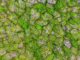 Top view of a forest with trees and grass photo