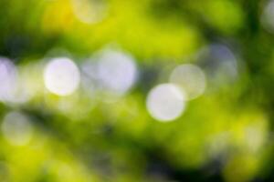 A blurry image of a green tree with some light photo