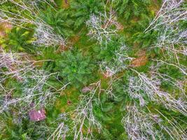 An aerial view of a forest with trees and grass photo