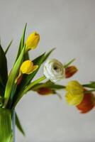Bouquet of red and yellow tulips, and a single white ranunculus in clear glass vase against a neutral background. Shallow depth of field. Soft focus photo