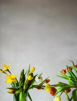 Two bouquets of yellow daffodils, red and yellow tulips, and a single white ranunculus in clear glass vases against a neutral background. Shallow depth of field. Soft focus 18 photo