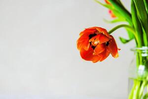 A single red tulip in a clear glass vase against a neutral background. Shallow depth of field. Soft focus photo