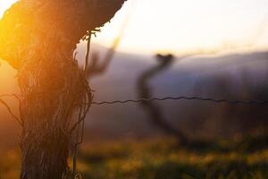 Sunset over dormant vineyard in early spring at golden hour with leafless grapevines in warm sunset light. Selective focus 07 photo