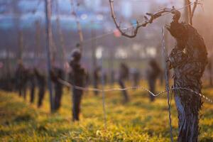 Sunset over dormant vineyard in early spring at golden hour with leafless grapevines in warm sunset light. Selective focus 02 photo