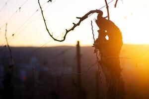 Sunset over dormant vineyard in early spring at golden hour with leafless grapevines in warm sunset light. Selective focus 18 photo