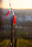 Closeup of a vineyard wire with a red white marker ribbon fluttering in the early spring breeze. Blurred vine rows in the background. Selective focus 08 photo