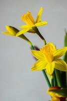 Closeup of bright yellow daffodils bouquet against a neutral background. Shallow depth of field. Soft focus 05 photo