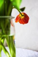 A single red tulip in a clear glass vase placed on a white round table against a neutral background. Shallow depth of field. Soft focus 11 photo