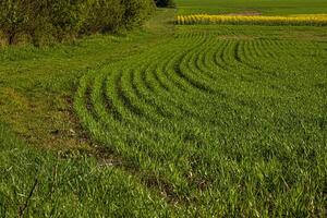 Agricultural landscape with curved rows of young green crops growing in a field during spring. Pareseed growing in the distance. Rhythmic lines create a dynamic pattern 05 photo