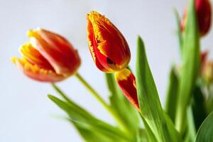 A vibrant bouquet of red and orange tulips with green leaves set against a soft, neutral background. Shallow depth of field. Soft focus 08 photo