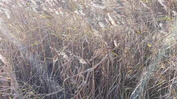 Rustling autumn grasses in gentle breeze captured in high definition at 30 fps. video