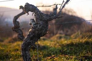 Closeup of weathered grapevine trunks bark with supporting wires in a vineyard at sunset in early spring. Soft golden light and shallow depth of field. 11 photo