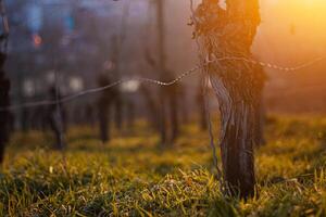 Sunset over dormant vineyard in early spring at golden hour with leafless grapevines in warm sunset light. Selective focus 05 photo