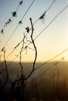 Silhouetted grapevine tendrils against a soft sunset sky in an early spring vineyard. Minimalist composition. Selective focus photo