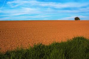 Lonely tree standing on the horizon of a freshly plowed agricultural field under a lightly clouded sky in the spring time. Grass on the edge of the field photo