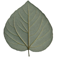 Detailed skeleton leaf with intricate vein patterns on a transparent background Botanical illustration of delicate foliage for nature and organic concepts png