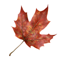Vibrant red and yellow maple leaf isolated on a transparent background, showcasing autumn colors and intricate leaf veins Concept of fall season, nature, and botany png
