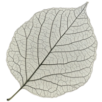 Detailed skeleton leaf on transparent background showcasing intricate vein patterns and delicate structure Concept of nature, fragility, and botanical illustration png