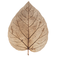 Detailed closeup of a dried leaf skeleton on a transparent background showcasing intricate vein patterns and natural textures Concept of nature, fragility, and botanical art png