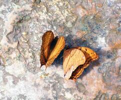 Two butterflies are sitting on a rock photo