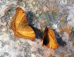 Two butterflies on a rock photo