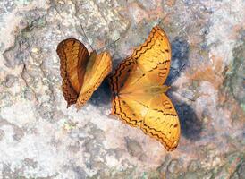 Two butterflies rest on a rock at put door photo