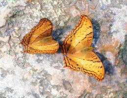 Two butterflies are on a rock photo